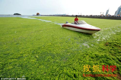 從盔甲到手機(jī)屏幕，海藻將成為萬能型的超級原材料。圖為中國山東東部，被海藻覆蓋的青島海岸線。