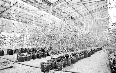 大棚里正在培育番茄苗。